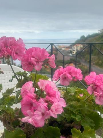 Pensjonat Casa Do Pico Ribeira Brava Zewnętrze zdjęcie